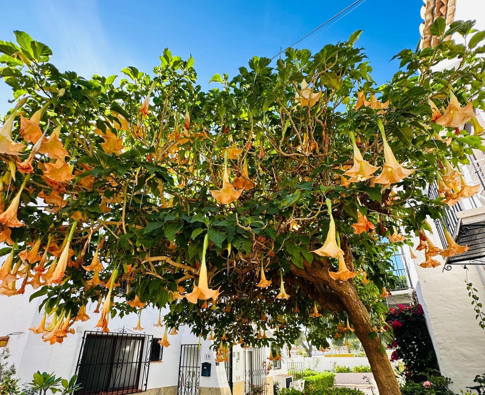 Right By The Pool Area In Capistrano Village! Nerja Bagian luar foto